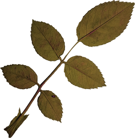 Dried and Pressed Leaves