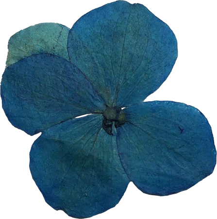 Blue Pressed Flower